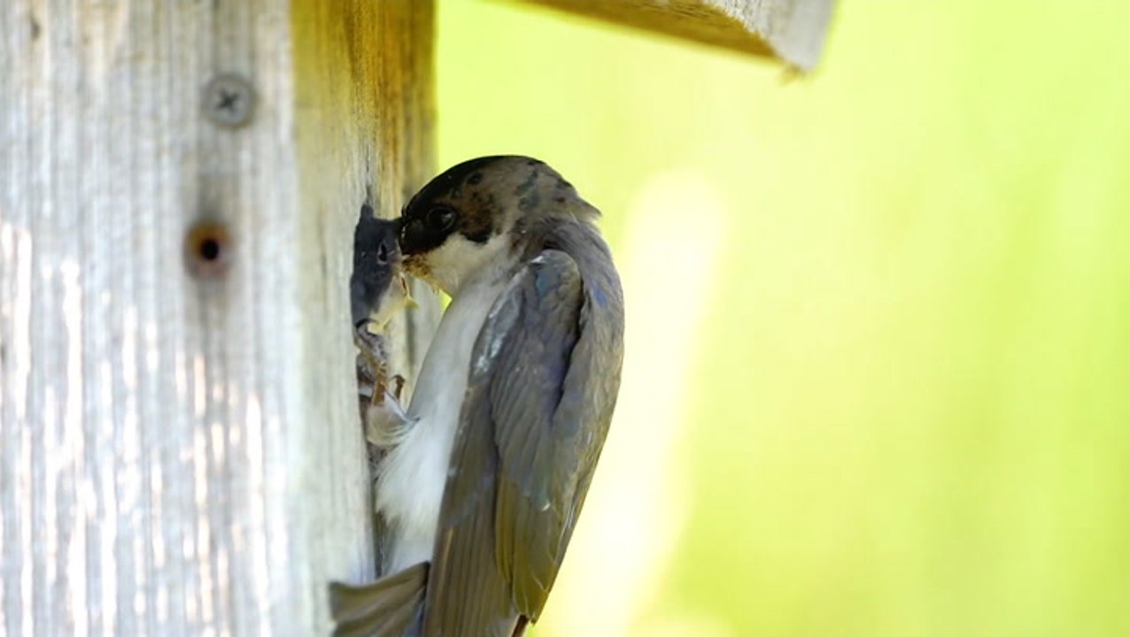 Eating The Swallow Way