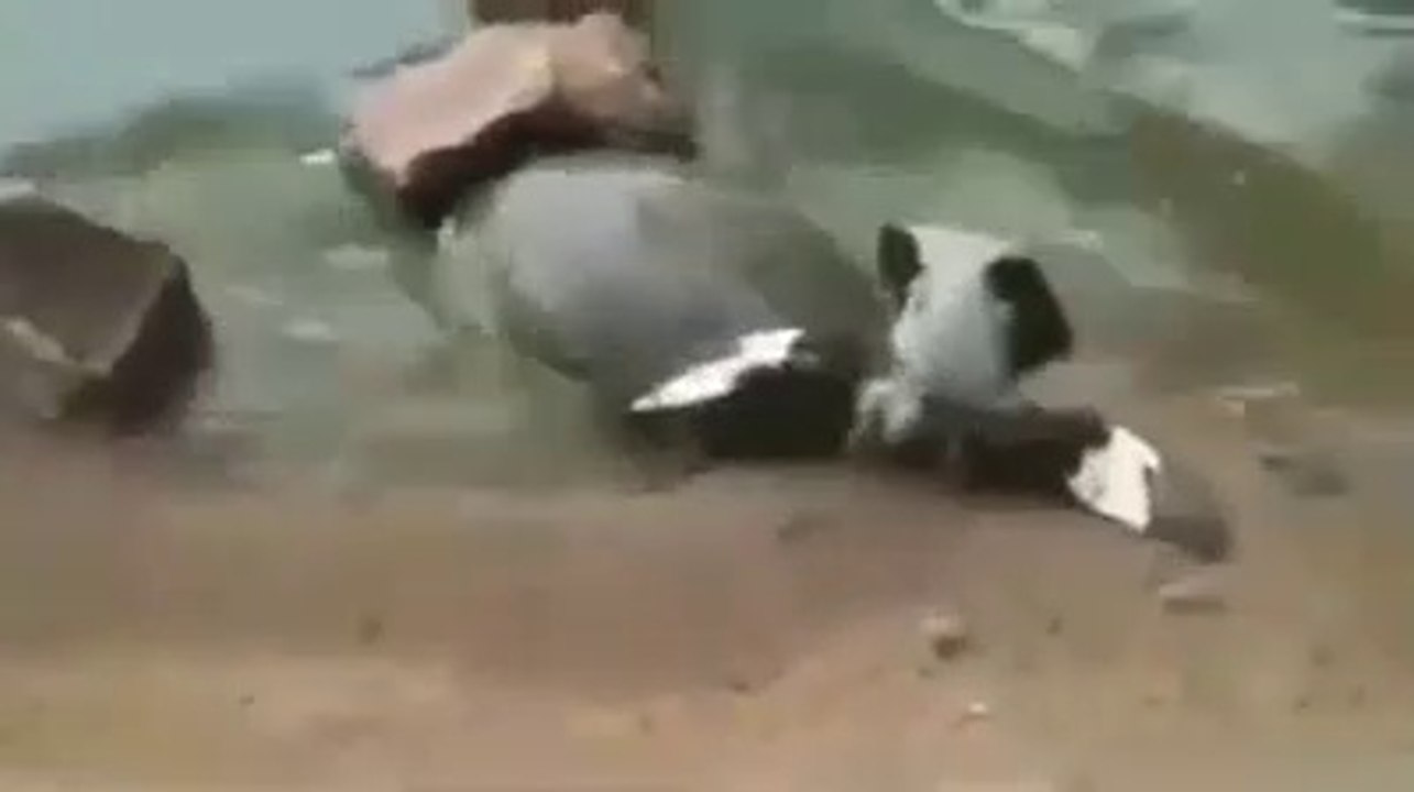 Un pigeon ne voit rien venir et se fait emporter par un tortue