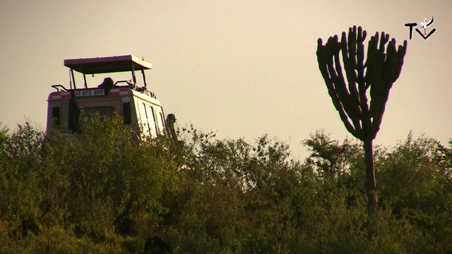 TANZANIE-le pays du roi lion (extrait)