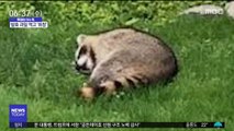 [이슈톡] 캐나다서 '술 취한 너구리' 발견
