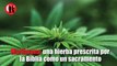 Marihuana: una hierba prescrita por la Biblia como un sacramento