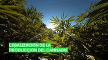 El gobierno de Holanda quiere legalizar la producción del cannabis