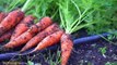 Carrots: Benefits, nutrition facts, diet, and risks-Nuturemite