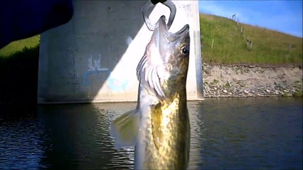 MCH 185 CAN'T COMPLAIN ABOUT THE FISHING HERE SECRET FISHING HOLE.