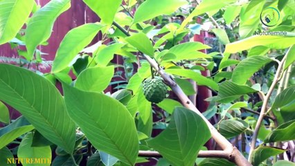 Surprising Benefits of strange fruit Cherimoya (Custard Apple)-Nuturemite