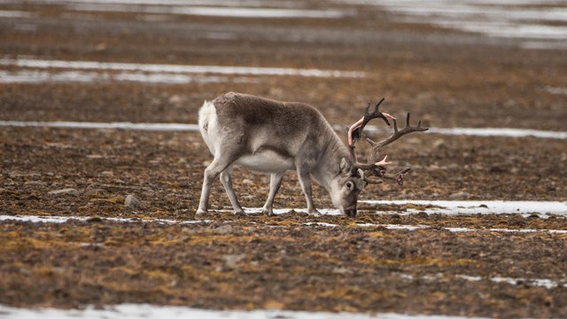 A Longyearbyen, aux avant postes du réchauffement climatique