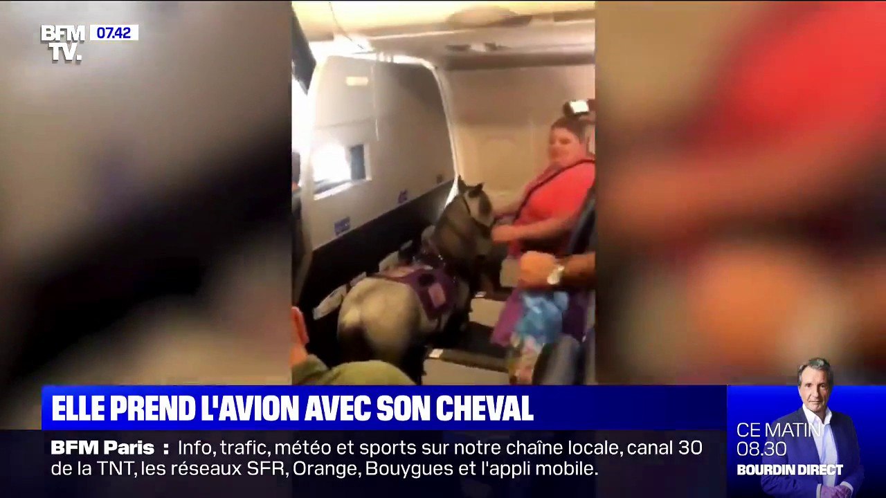 Cette Américaine prend l'avion avec son cheval miniature pour mieux gérer son anxiété