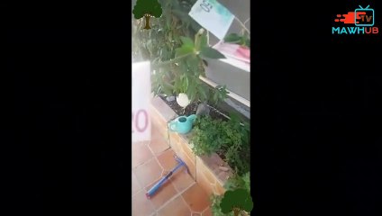 شجرة تطلع فلوس هههه