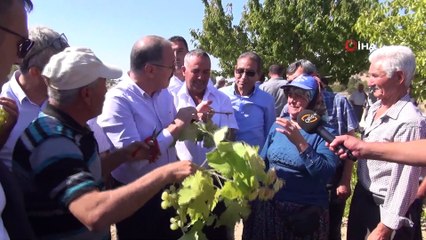 Silifke’de bin 800 rakımda sofralık üzüm hasadı başladı