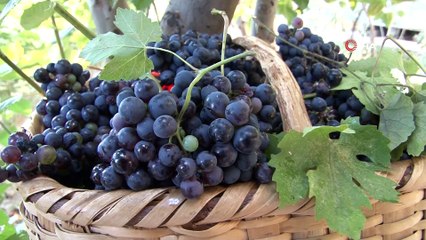 Van’ın yerli üzümü Şahbağı'nda hasat zamanı