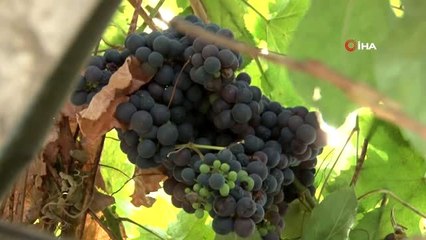 Van'ın yerli üzümü Şahbağı'nda hasat zamanı