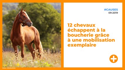 12 chevaux échappent à la boucherie grâce à une mobilisation exemplaire