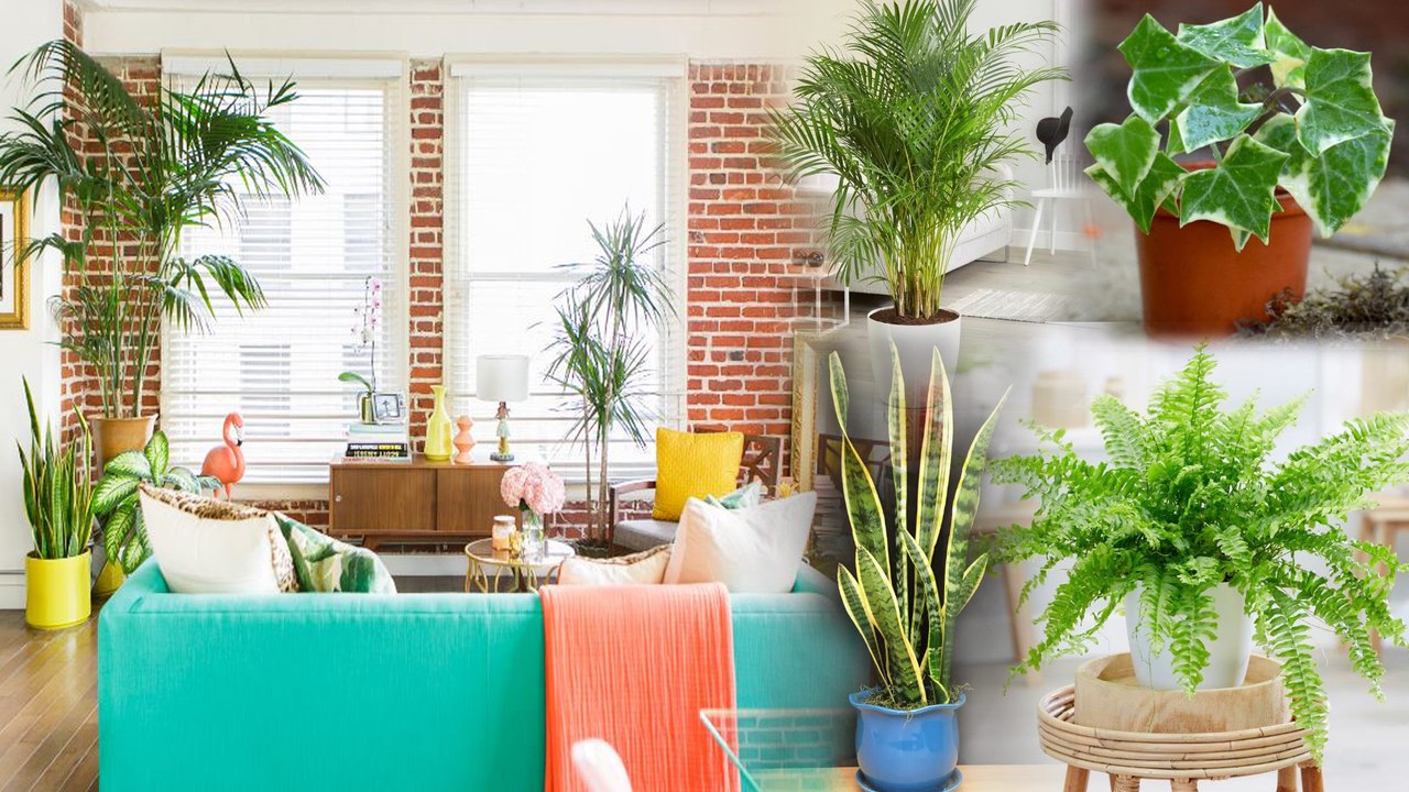 Best Plants For Living Room || ఇండోర్ మొక్కలు || Boldsky Telugu