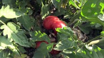 'Sazlıca domatesi' ve 'Bor biberi'nin gen kaynakları araştırılıyor - NİĞDE