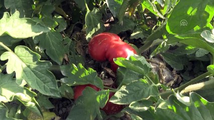 'Sazlıca domatesi' ve 'Bor biberi'nin gen kaynakları araştırılıyor - NİĞDE