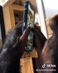 monkey see monkey do