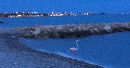 Un flamant rose a été photographié sur une plage de Cagnes-sur-Mer