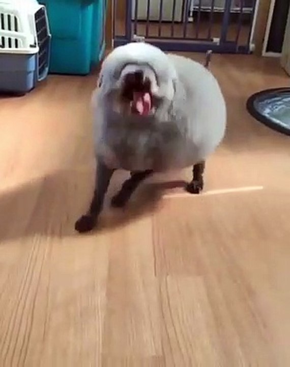 Un chien mouton
