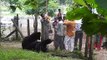 Sleuth of friendly bears become regular visitors at temple in central India