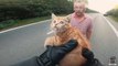 Un motard sauve un petit chaton en plein milieu d'une bretelle d'autoroute