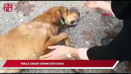 Kedi ve köpek katiline 5 yıl hapis