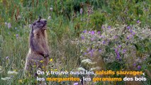 Secrets de nature : les prairies naturelles de fauche