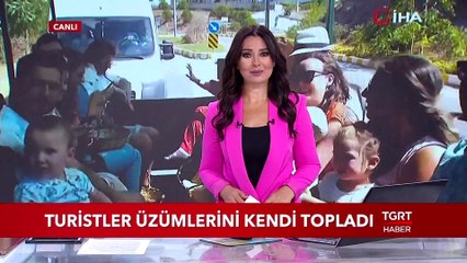 Turistler Üzümlerini Kendi Topladı
