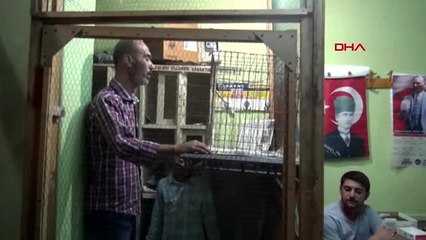 Tekirdağ'da güvercinler mezatta buluştu