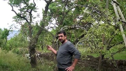 Havalara aldanan erikler sonbaharda çiçek açtı