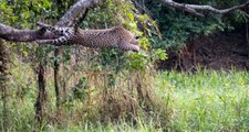 Jaguarın timsah avı, görenleri hayrete düşürdü