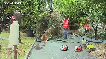Des oliviers français touchés par une bactérie "tueuse"