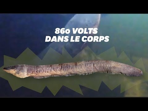 L'anguille la plus électrique du monde peut vous envoyer plus de 800 volts