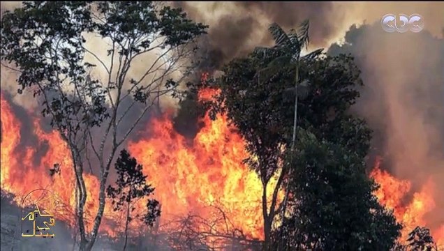 الحكيم في بيتك | رئة العالم تحترق.. مخاطر حرائق الأمازون وتأثيرها على نسبة الأكسجين على كوكب الأرض ودورها في مواجهة الاحتباس الحراري الذي تتعرض له الأرض