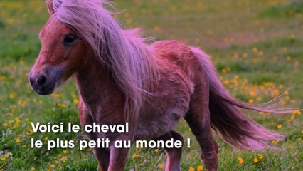 Les internautes choqués par ce cheval qui est le plus petit du monde !