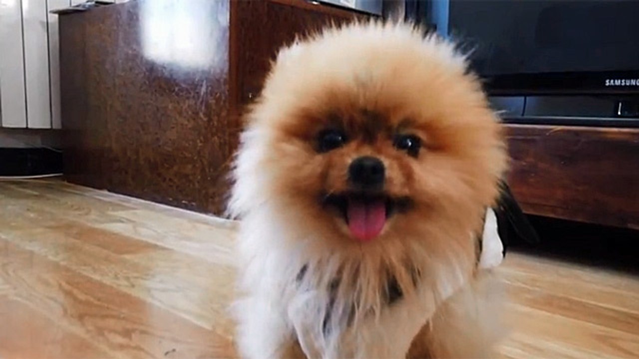 Miaja de Ná, el perro de Rafael Amargo