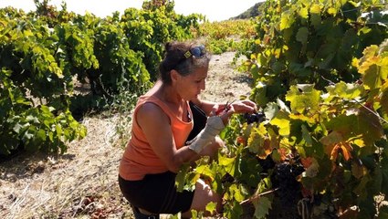 Bozcaada'da davullu zurnalı bağ bozumu