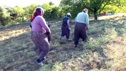 Safran Tarlalarına Yabancı ve Yerli Turist Yağacak