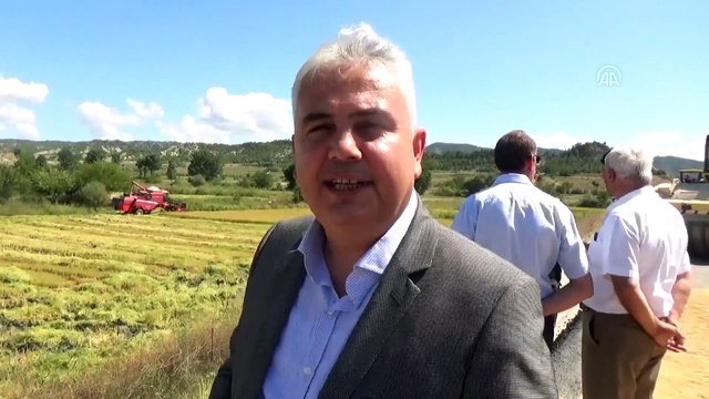 Boyabat'ta 2019 yılı çeltik hasadı başladı - SİNOP