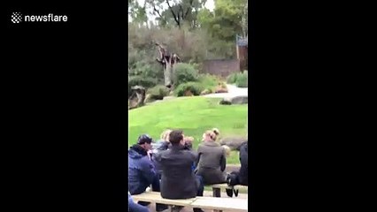 'It hit me!' Aussie man films as owl flies directly into his head