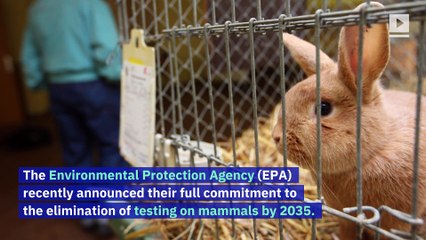 EPA Announces Plan to End Animal Testing