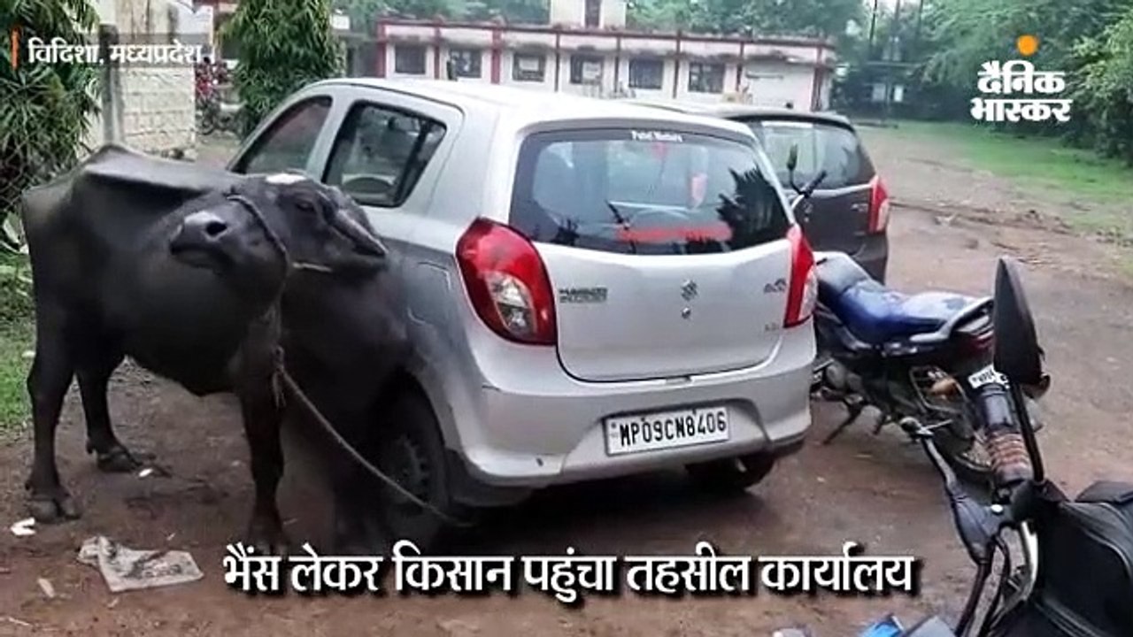 कर्मचारी के रिश्वत मांगने से परेशान किसान का अनोखा विरोध प्रदर्शन, भैंस लेकर पहुंचा तहसील