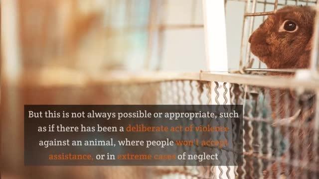 RSPCA appeal after abused kittens found buried in shallow grave in Yorkshire