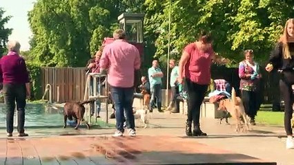 Un día de piscina exclusivo para perros en Múnich