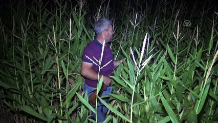 Çiftçilerin hasat öncesi 'domuz' nöbeti - TEKİRDAĞ