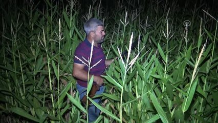 Çiftçilerin hasat öncesi "domuz" nöbeti