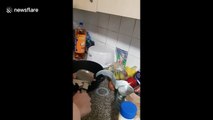 “You cannae even work a tin opener!” Glaswegian girl hilariously fails trying to open a tin of tuna with a garlic press