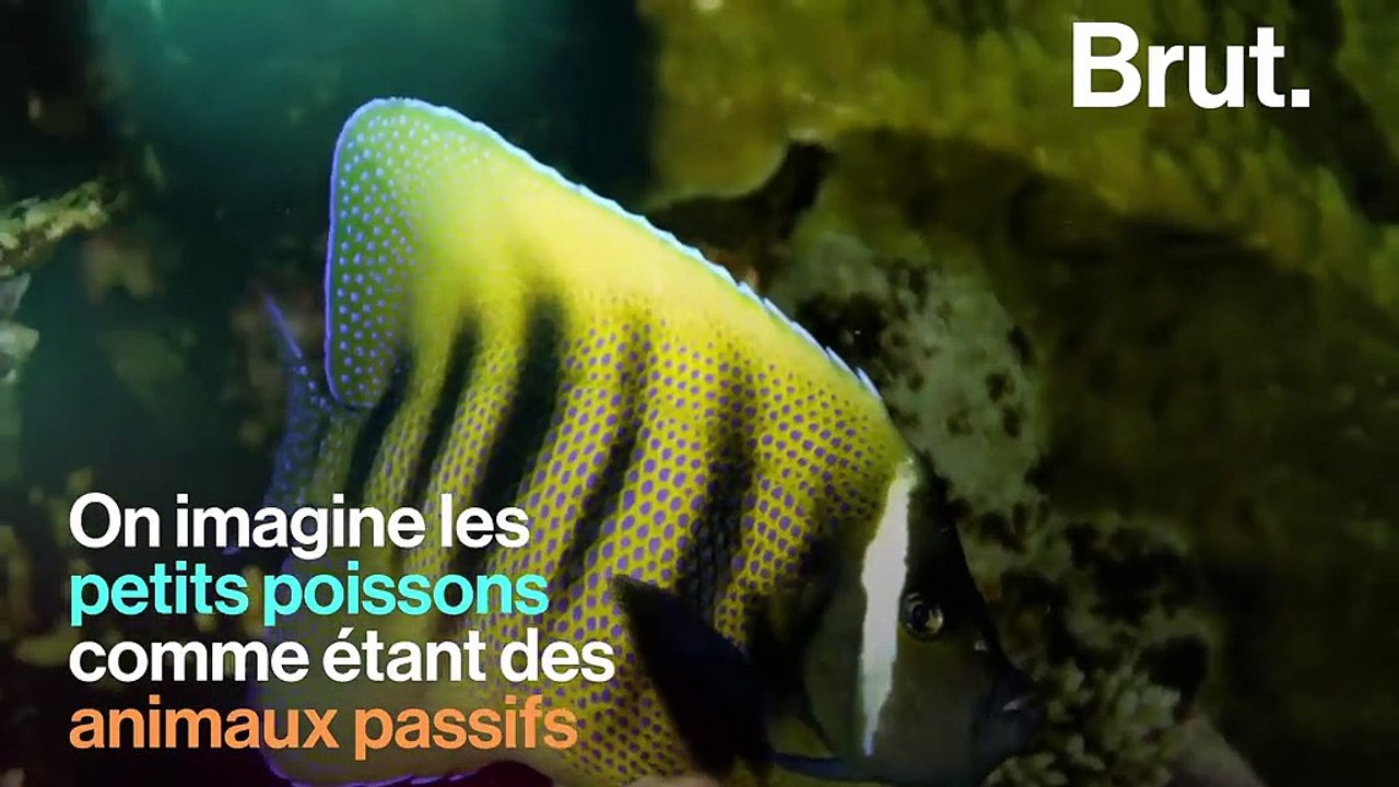 Comment les poissons archers chassent-ils ?