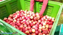 Pilat: la saison s'annonce plutôt bonne pour les producteurs de pommes