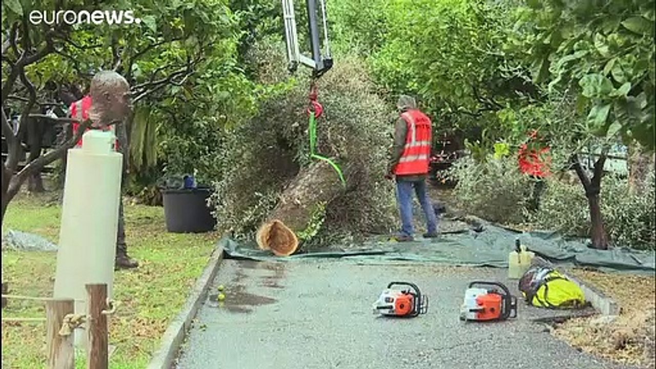 Bakterium bedroht Europas Olivenbäume