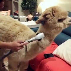 Alpaca Gets Groomed